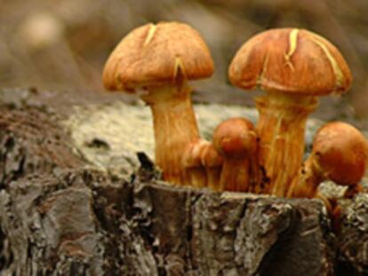 Las setas son preciados y peligrosos tesoros-