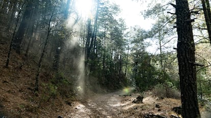 La megadiversidad de México ofrece un enorme potencial para generar créditos de carbono a través de iniciativas como Carbon2Nature, que cuenta ya con proyectos en bosques de Durango y en manglares de Campeche.