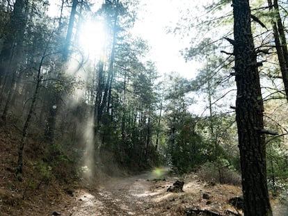 La megadiversidad de México ofrece un enorme potencial para generar créditos de carbono a través de iniciativas como Carbon2Nature, que cuenta ya con proyectos en bosques de Durango y en manglares de Campeche.