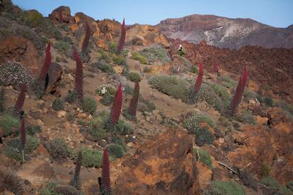 El tajinaste rojo es una especie que florece cada dos años, en la isla de Tenerife. Esta especie se encuentra en el Parque Nacional del Teide en Tenerife, 26 de mayo de 2014.