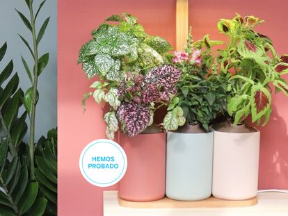 Ponemos a prueba los mejores jardines inteligentes para cultivar tu huerto en casa.