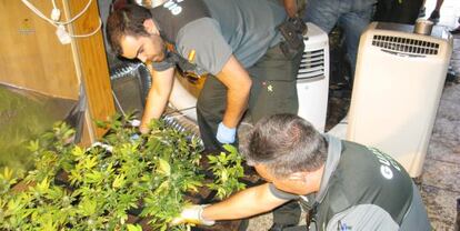 Agentes recogen plantas de marihuana en Galapagar.