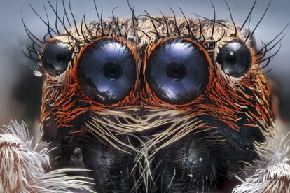 Detalle de una araña saltadora.