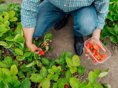 El Gobierno lanza una línea de crédito específica a pymes agroalimentarias