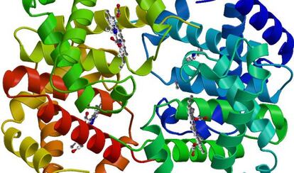 Representaci&oacute;n de la mol&eacute;cula de hemoglobina.