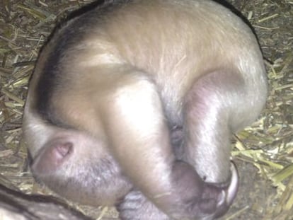 La primera cría de oso melero nacida en Faunia el pasado 20 de marzo.
 
