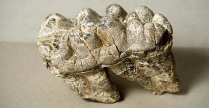 Fósil de mastodonte hallado en el yacimiento de Somosaguas.