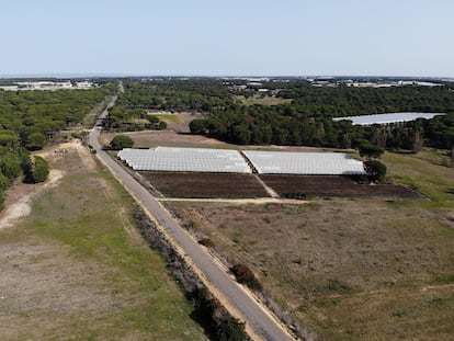 Vista aérea de un invernadero que sería beneficiado por la ley andaluza, en las cercanías de Doñana. / WWF