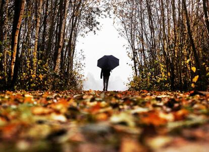 Un hombre pasea por un bosque cubierto de hojas, en Frankfurt (Alemania).