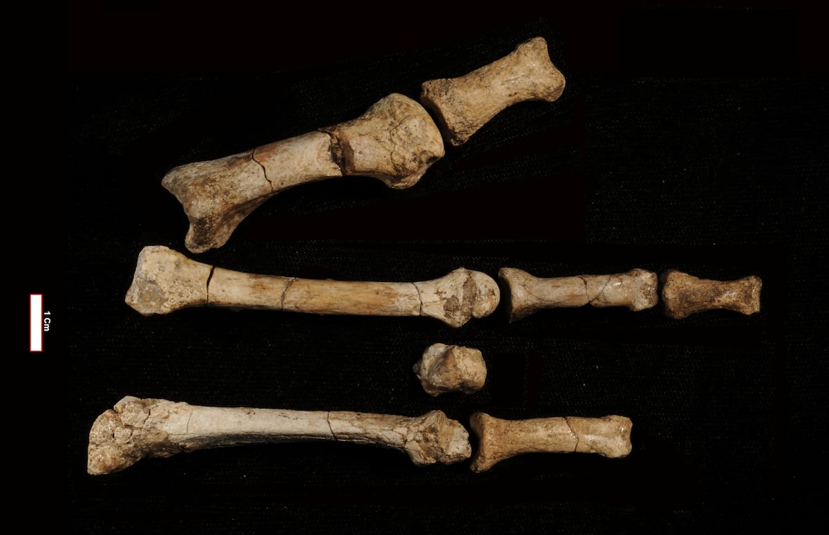 Identifican el pie fósil de 3,4 millones de años en Etiopía como Australopithecus deyiremeda