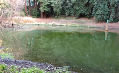 Lompico Lake, muy por debajo de su nivel.