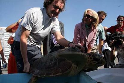 Fuensanta Coves observa la liberación de una tortuga boba en Málaga.