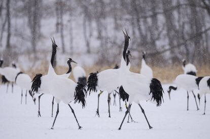 Grou da manchúria no Parque Nacional Kushiroshitsugen, na ilha de Hokkaido.