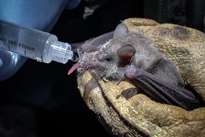 El murciélago fue alimentado por investigadores de la UNAM.