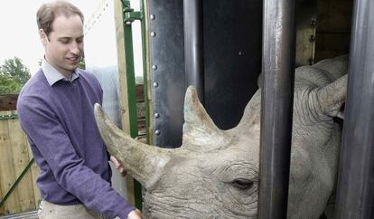 Guillermo de Inglaterra da de comer a un  rinoceronte en una reserva