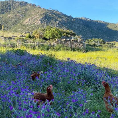 Las gallinas camperas de Granjas Redondo campan a sus anchas en la finca de El Barraco (Ávila). Imagen proporcionada por la empresa.