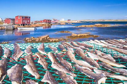 Bacalao secándose al sol en el pueblo pesquero de Joe Batt's Arm, en la isla Fogo.