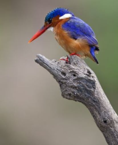 Un martín pescador posado en las orillas del río Rufiji, en la Reserva de Selous (Tanzania).