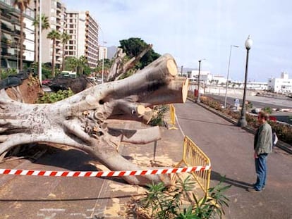 Retirada de árboles en la avenida de Anaga, en Tenerife, el pasado viernes.