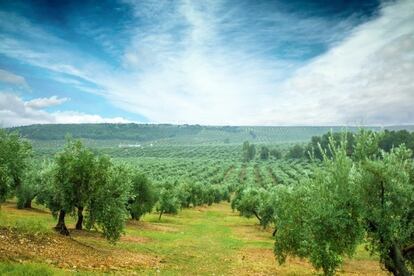 Un campo de olivos en Córdoba.