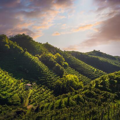 Paisajes en la legendaria Strada del Prosecco.