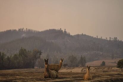 Animales vagan en terrenos calcinados tras un incendio forestal.