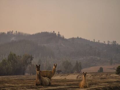Animales vagan en terrenos calcinados tras un incendio forestal.