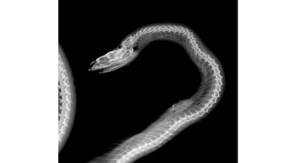 Radiografía de una serpiente de Ibiza con una largartija dentro.