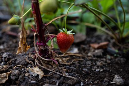 Una frutilla cultivada en el huerto comunitario de Torres de Tajamar. 