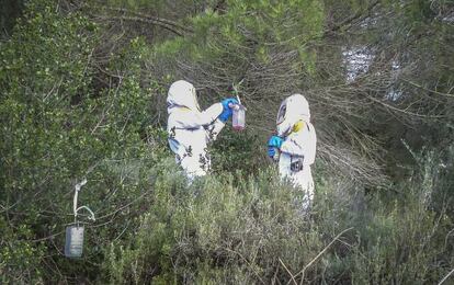 Agentes Rurales colocan trampas para cazar avispas asesinas.