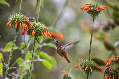 Picaflor costeño (Amazilia amazilia). Vive en Perú y Ecuador, y es muy común en los jardines de Lima, donde ha encontrado un hábitat.