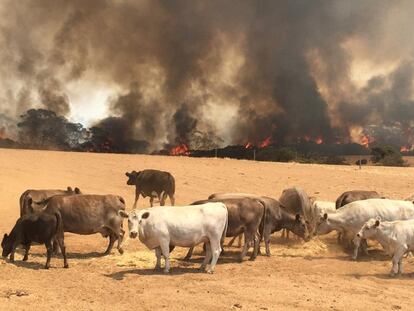 Unas vacas cercadas por un incendio forestal el pasado el 9 de enero en la isla Canguro. Muchos granjeros se han visto obligados a sacrificar a sus animales malheridos por el fuego.