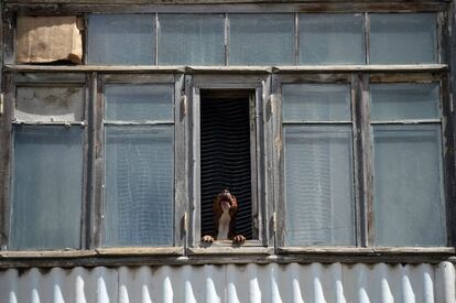 Un perro ladra desde la ventana de un edificio residencial en la ciudad de Guiumri, unos 120 km al noroeste de Ereván (Armenia).