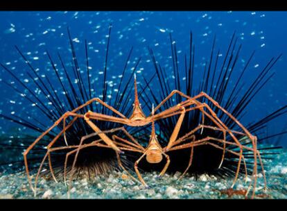 La instántanea subacuática de este fotógrafo español, tomada en el Puerto de Mogán, en Gran Canaria, obtuvo en el certamen una Mención Especial. De ella dijo el autor: "Pensé que la maraña de picos y patas largas hacían una maravillosa imagen gráfica junto con el fondo azul cobalto y el banco de peces plateados, como un cielo con estrellas. Los apéndices del animal dan oxígeno a los huevos, para que no mueran".