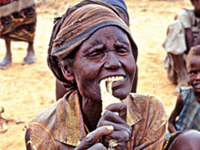 Una mujer somalí mastica un trozo de piel de camello