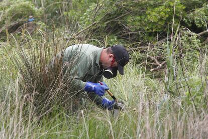 Un trabajador elimina un ejemplar de la planta invasora <i>baccharis halimifolia</i> en el estuario de Urdaibai.