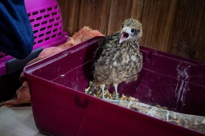 Una cría de gavilán accidentado en recuperación. Al llegar al centro, cualquier animal es atendido por la veterinaria que revisa su estado, ofrece los cuidados necesarios y, posteriormente, les brinda un espacio para descansar, alimentación adecuada y la rehabilitación y entrenamiento necesarios para volver a su hábitat natural.