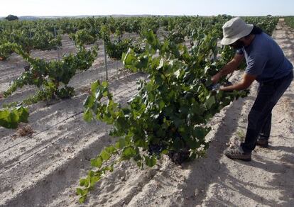 Un viñedo en El Álamo (Madrid). El precio de la uva ha subido debido a la escasa cosecha.