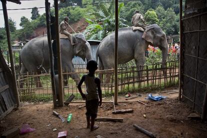 Una niño observa la llegada de dos elefantes para ser utilizados en trabajos de demolición dentro de la reserva de Amchang, en las afueras de Gauhati (India).