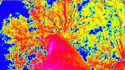 La cámara termográfica de Bárbara Fluxá.