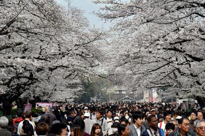 Centenares de japoneses disfrutan de un paseo bajo los cerezos en flor del parque Ueno de Tokio (Japón), el 26 de marzo de 2018. 