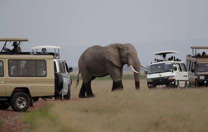 An elephant walks  in front of tourists in Amboseli in National park, Kenya, February 10, 2016