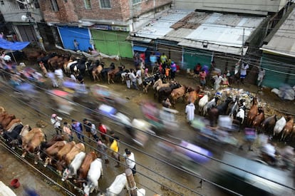 Mercado de ganado de Dacca (Bangladesh).