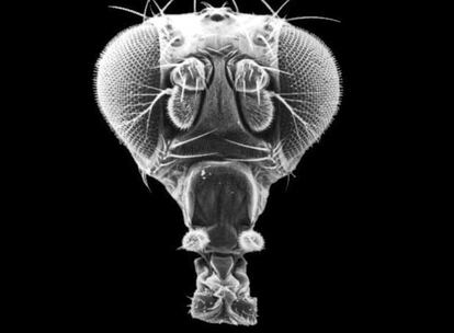 Cabeza de la mosca drosophila.