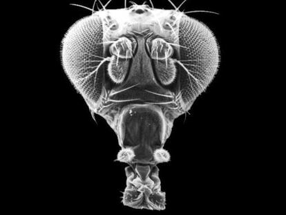 Cabeza de la mosca drosophila.