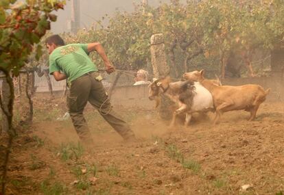 Una persona mou el bestiar davant de l'avanç de l'incendi a la zona de Zamanes, Vigo.