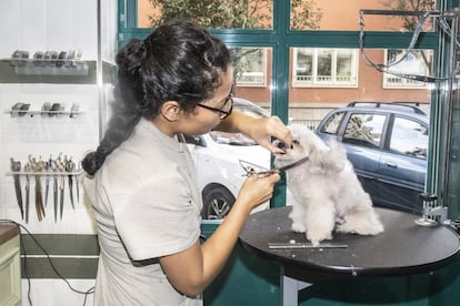 Arellis Maltés corta el pelo con tijera a Vir, una bichón, en la peluquería canina Gentlecan de la cual es dueña hace cuatro años.