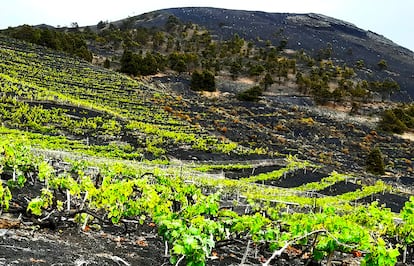 Vineyards in Teneguía, on La Palma, Canary Islands.