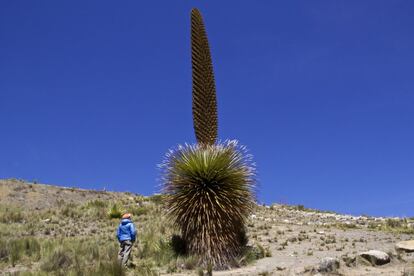 Una de las especies protegidas en la Reserva de la Biosfera de Huascarán, es la puya Raimondi, una bromeliácea que crece durante 30 o 40 años para alcanzar hasta 15 metros de altura y florece una sola vez unos tres meses antes de morir. Antes los habitantes de la zona la quemaban porque las ovejas se pueden quedar atrapadas en las afiladas hojas de su base.