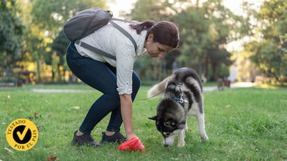 Descubre los mejores recogedores de excrementos para perros. GETTY IMAGES.